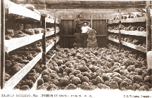 Interior of sponge-packing hourse -C.D. Weber, Druggist standing in sponges